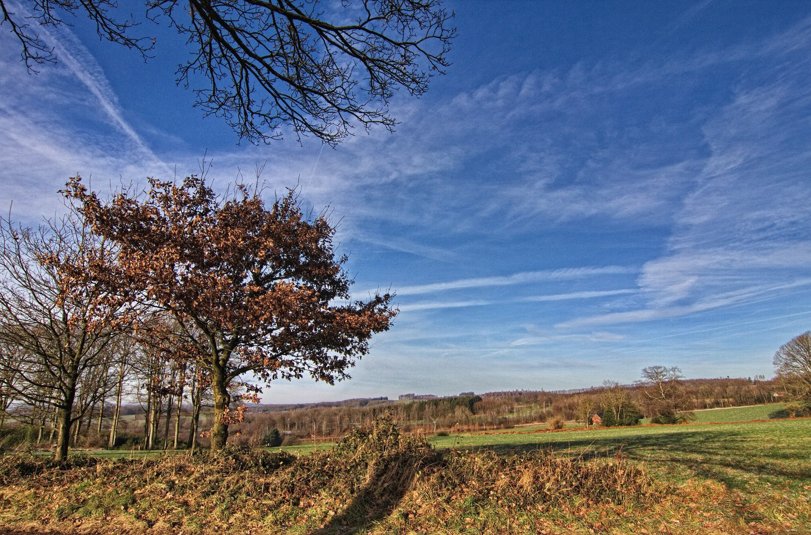 Der Winterbaum