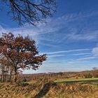 Der Winterbaum