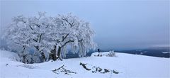 DER WINTERFOTOGRAF