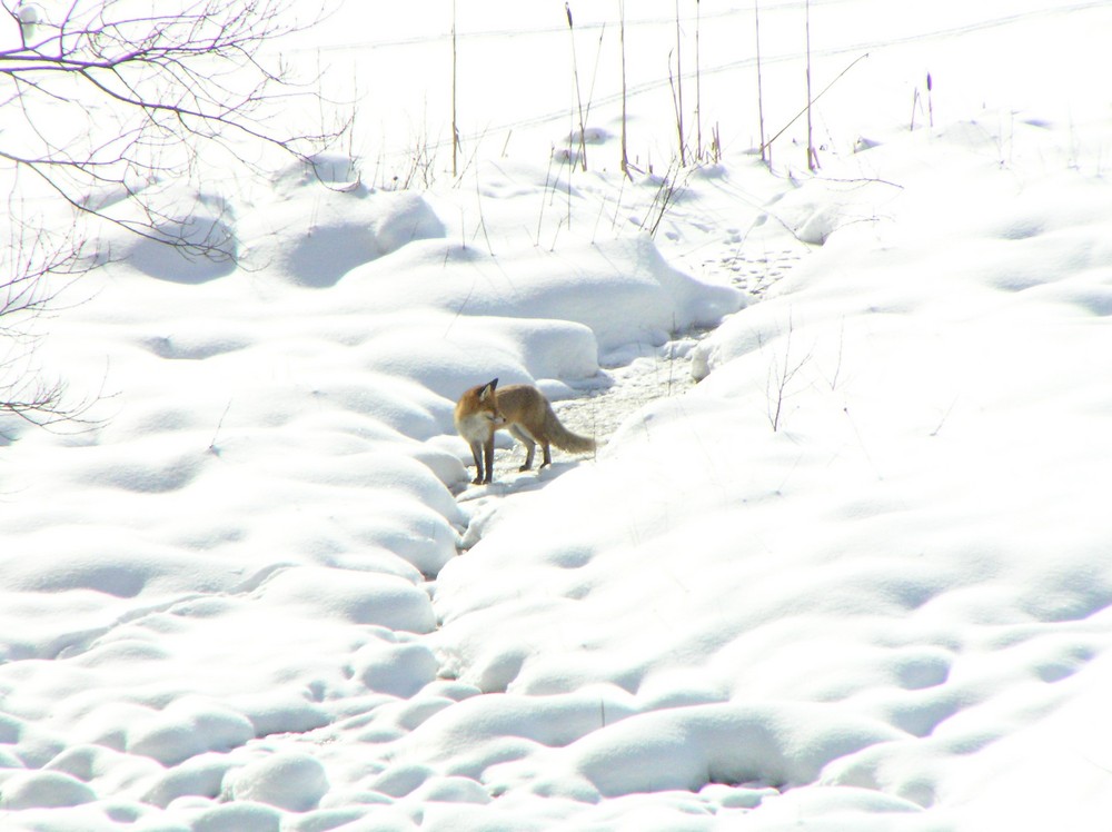 der Winterfuchs