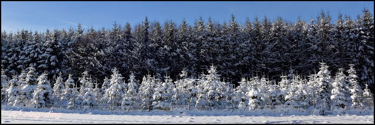 Der Wintergarten