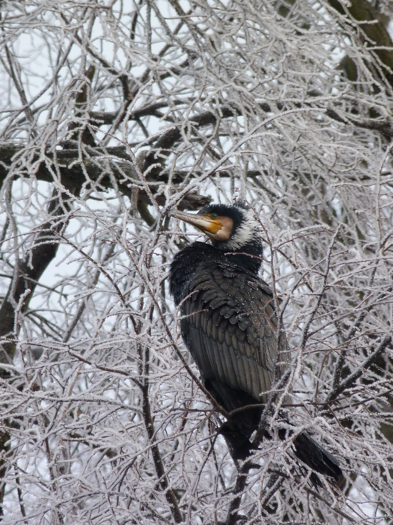 Der Wintergast