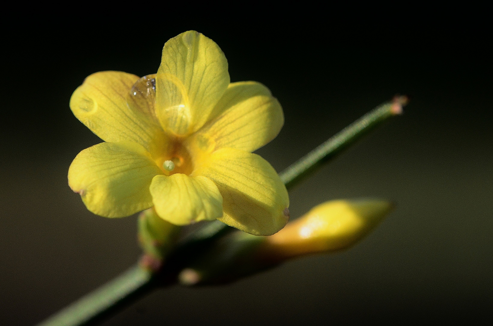 Der Winterjasmin blüht !