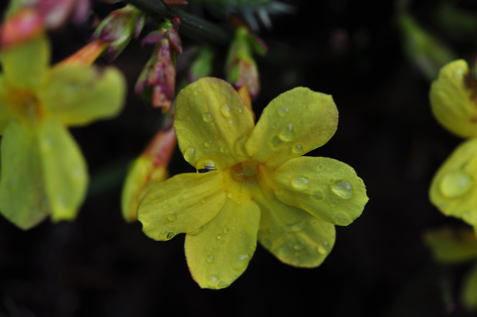 Der Winterjasmin 