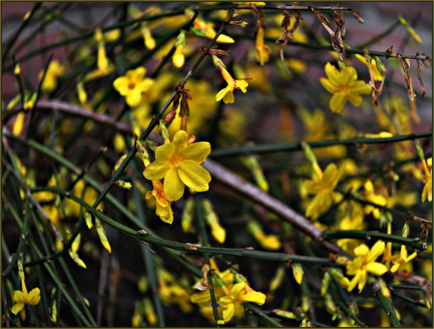 Der Winterjasmin