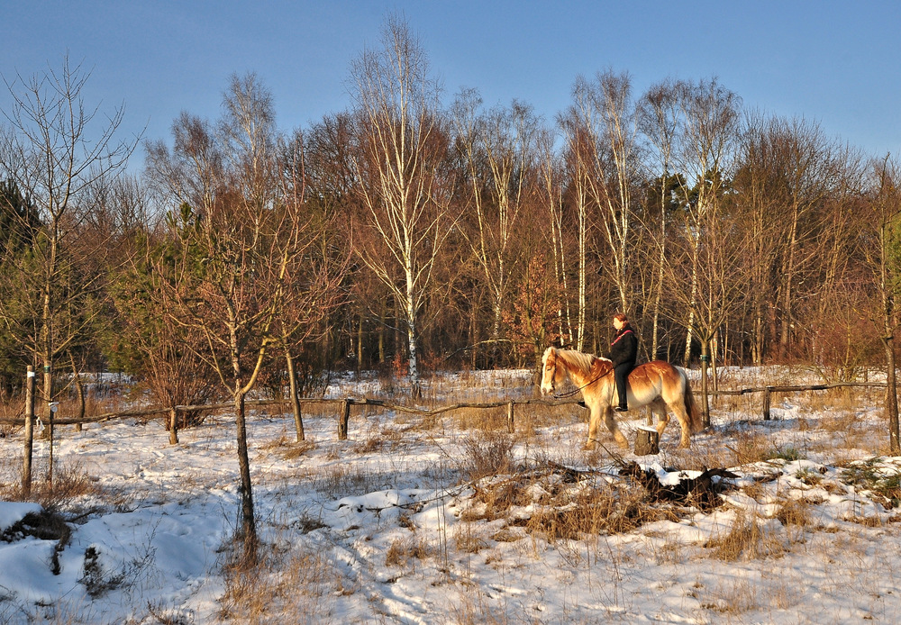 ....... Der winterliche Ausritt.....