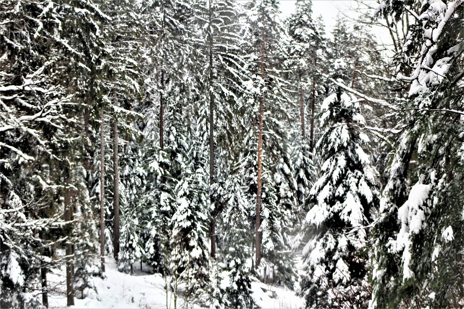 der winterliche Schwarzwald ,