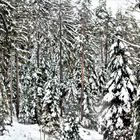 der winterliche Schwarzwald ,