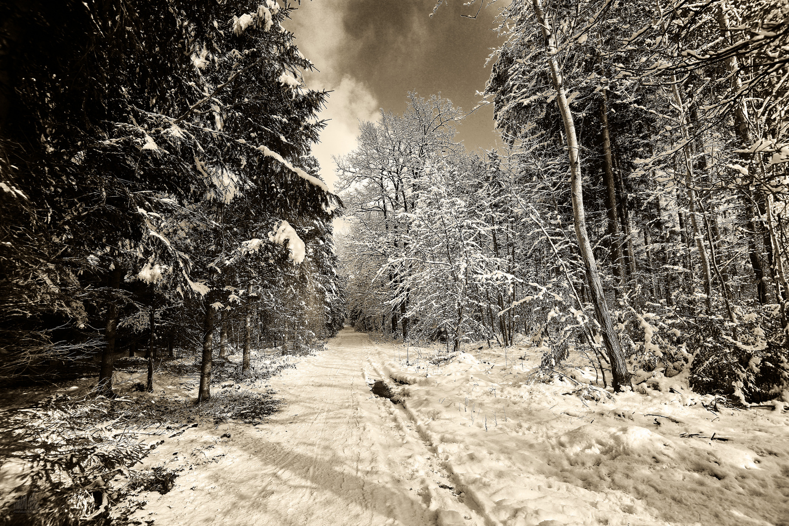 Der winterliche Wald