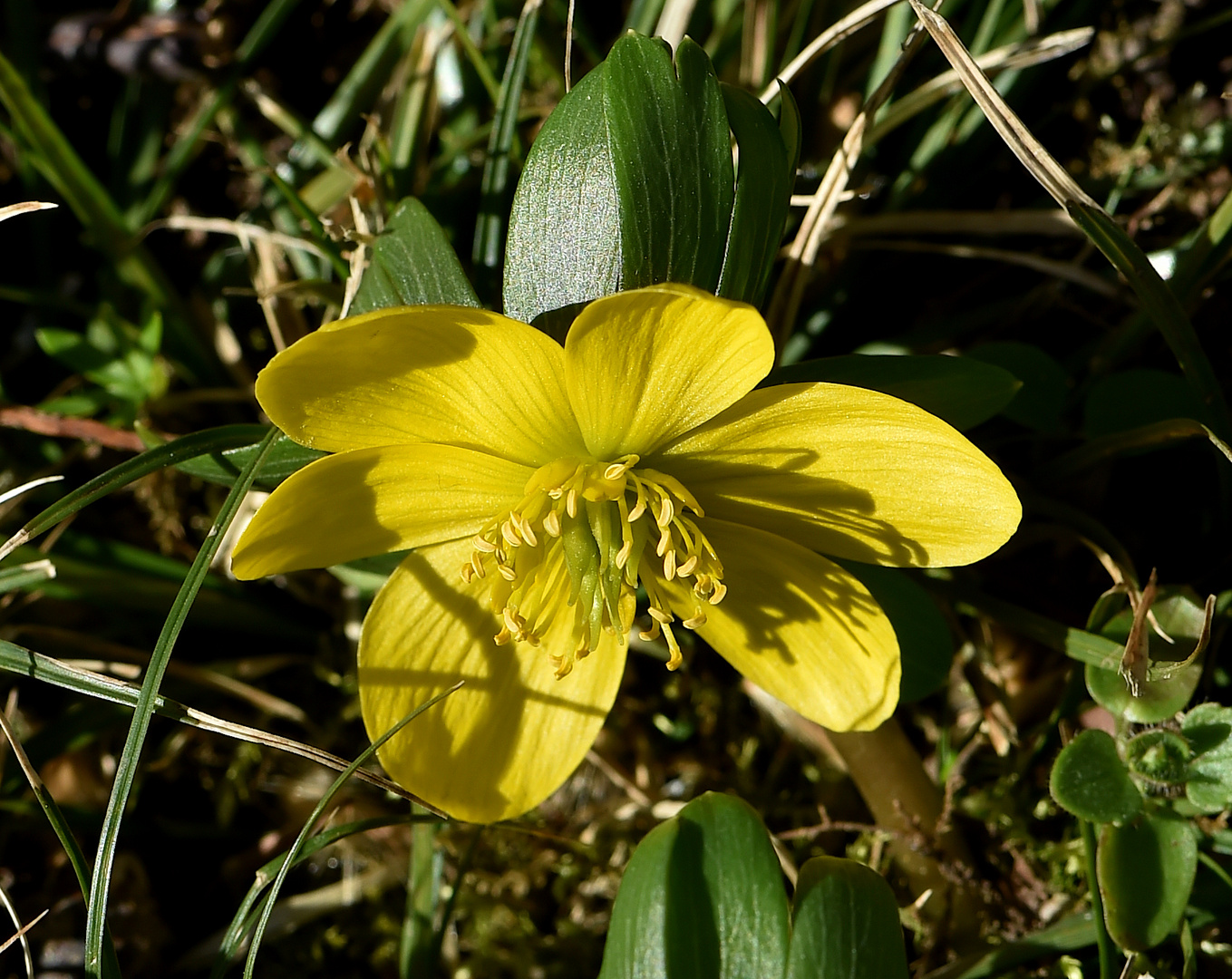 Der Winterling bringt den Frühling