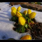 Der Winterling (Eranthis hyemalis)