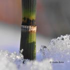 Der Winterschachtelhalm (Equisetum hyemale)