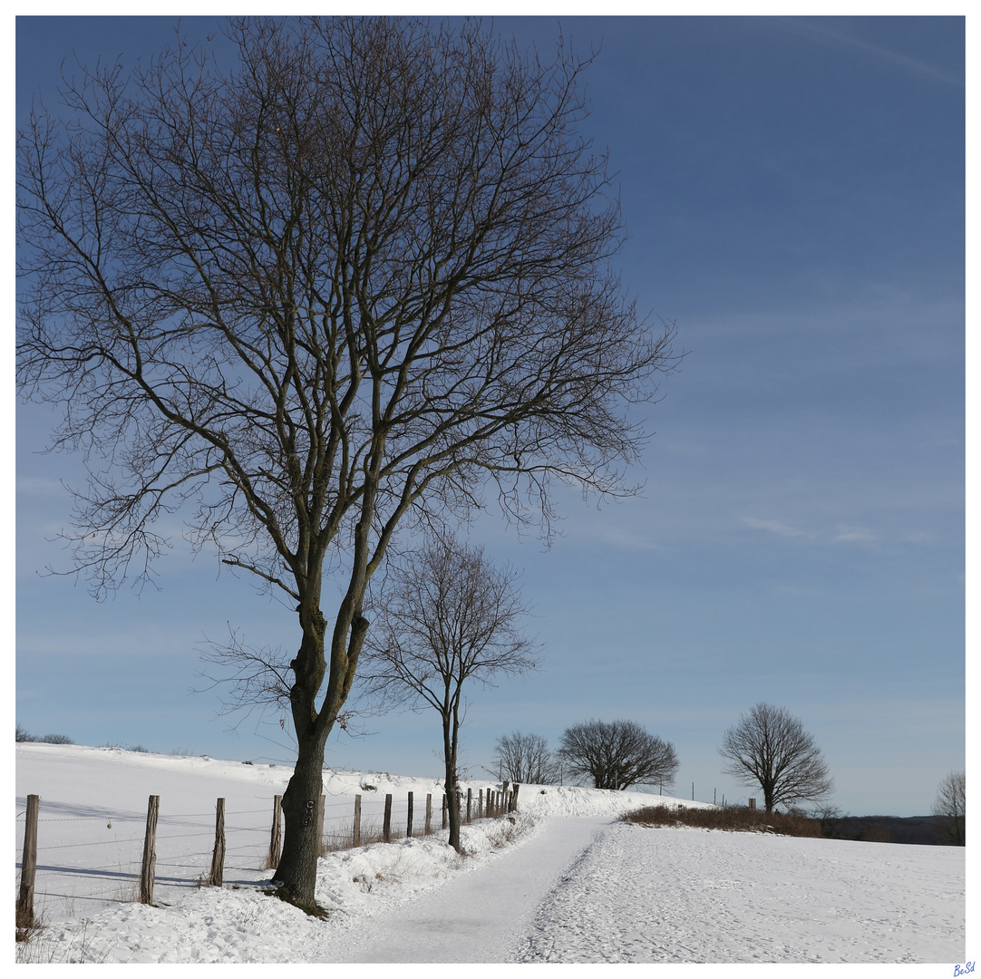 Der Winterspaziergang