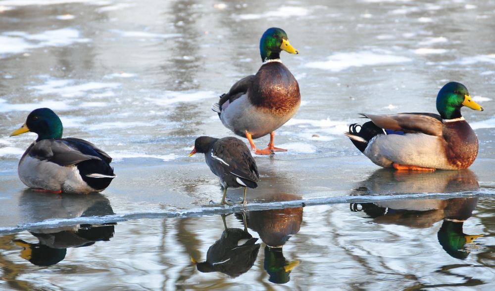 Der Winterspiegel ....