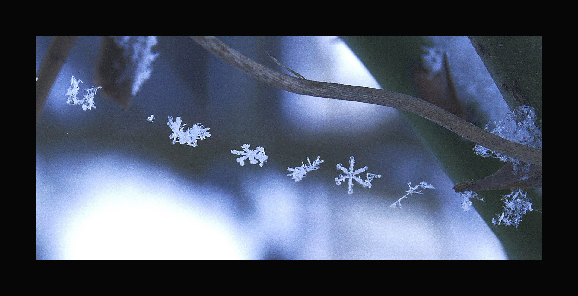 der Winterspinnenfaden