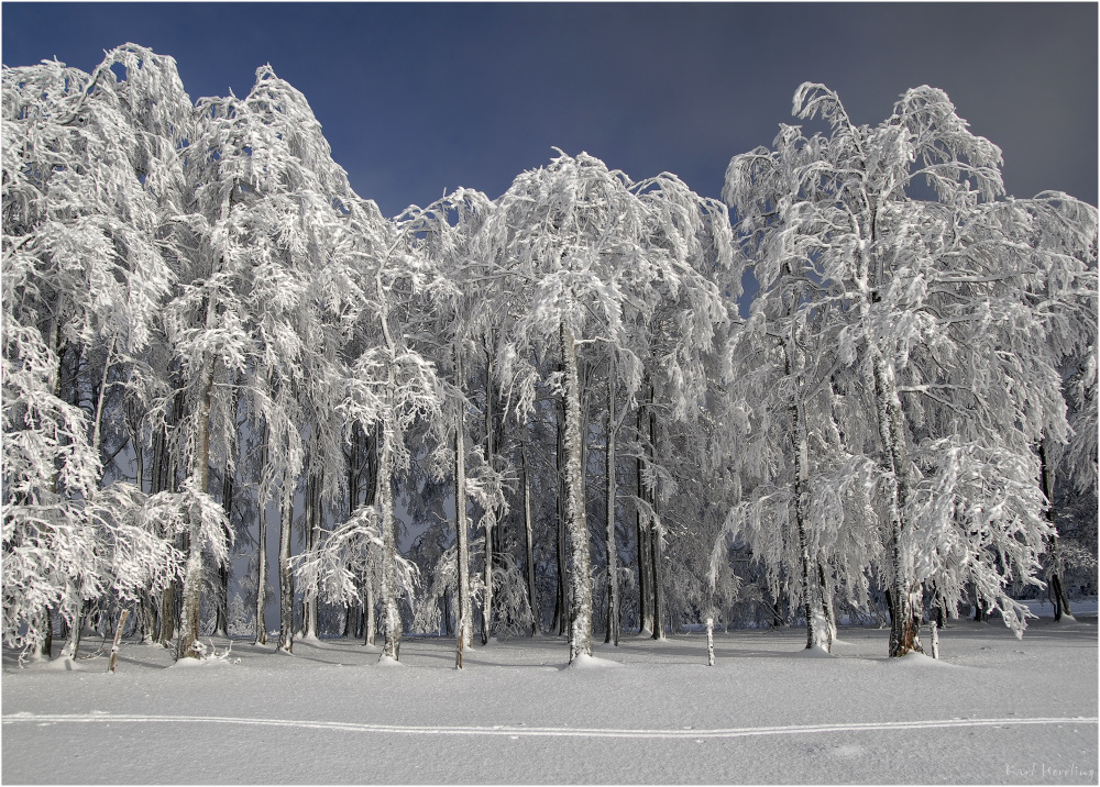 der Winterwald