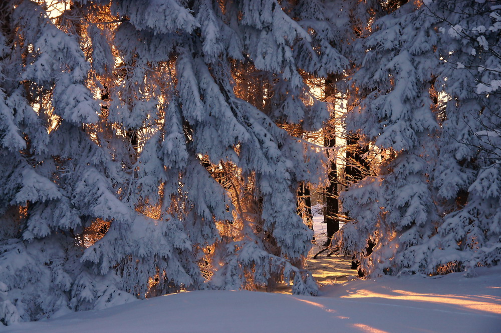 Der Winterwald glühte (2) ...