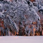 Der Winterwald glühte...