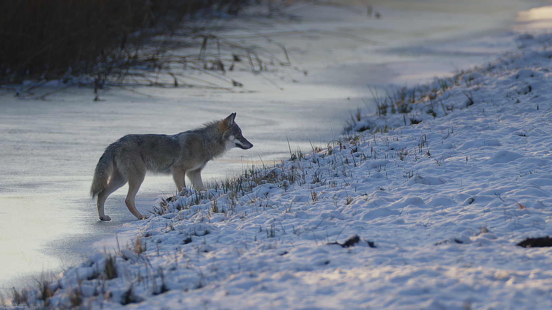 Der Winterwolf