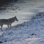 Der Winterwolf