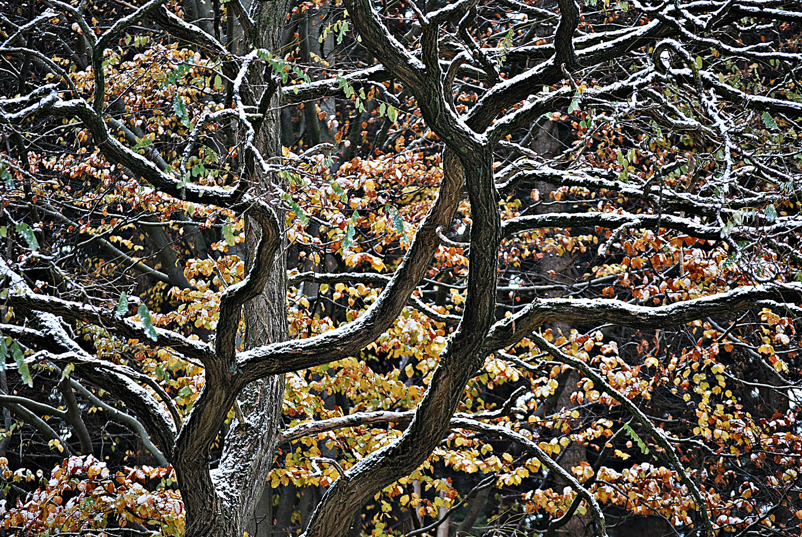 der Winterzuckerbaum...