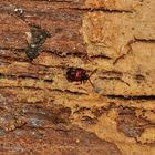 Der winzige, 2,1 mm große Käfer TYRUS MUCRONATUS ...