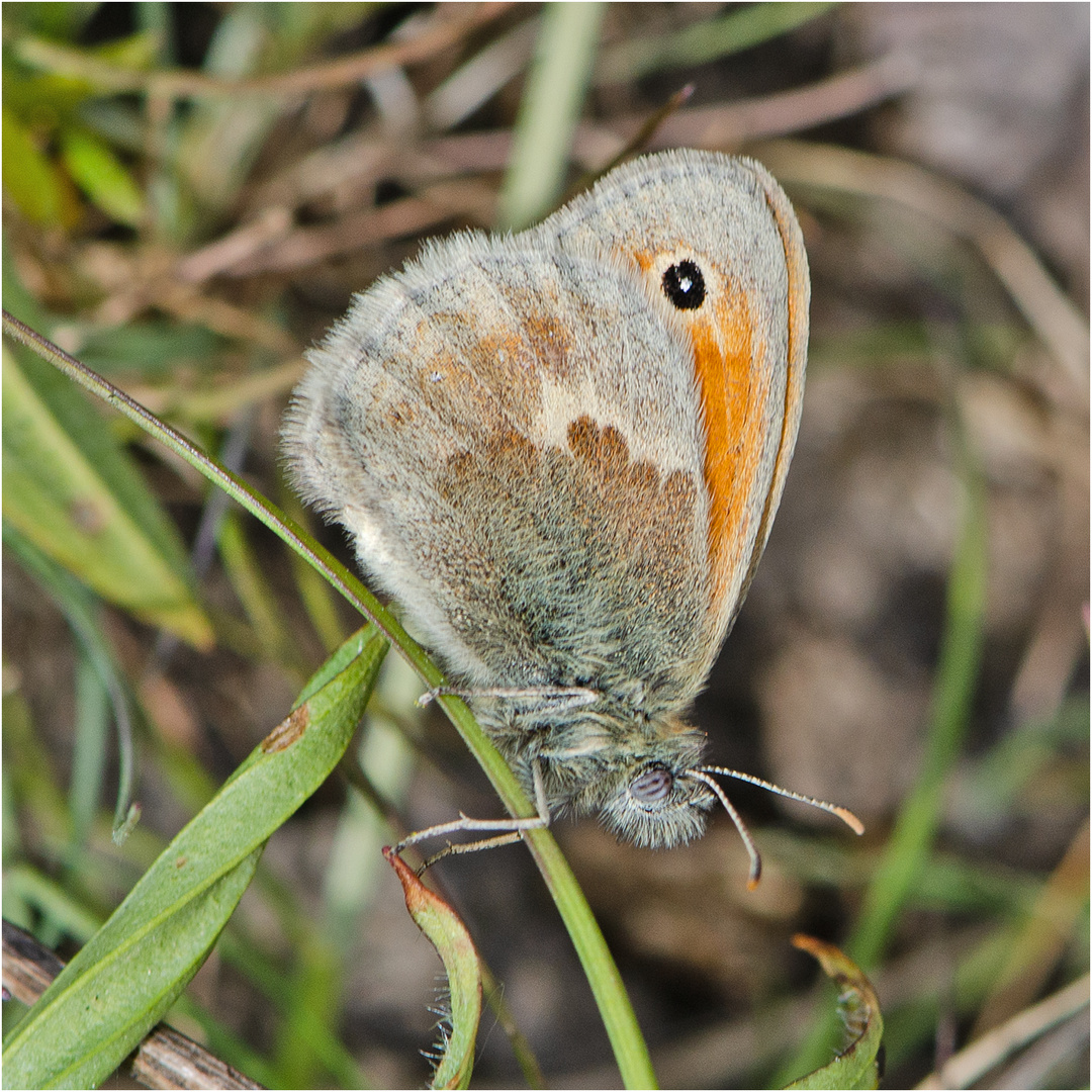 Der winzige "Kleine Heufalter" (Coenonympha pamphilus) . . .