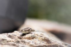 ... der Winzling ...