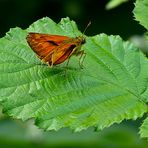 Der Winzling auf dem Blatt