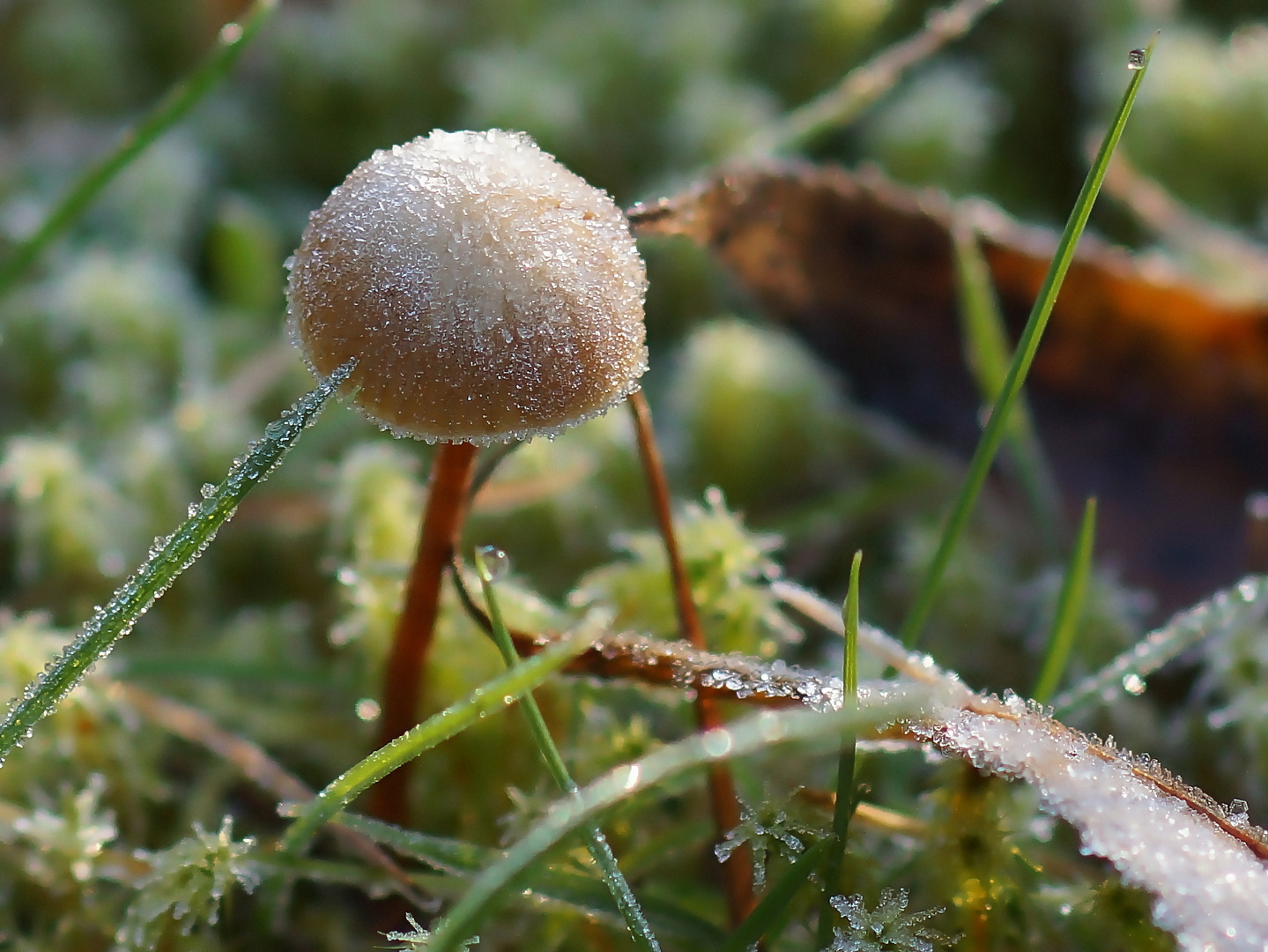  Der Winzling im Gras