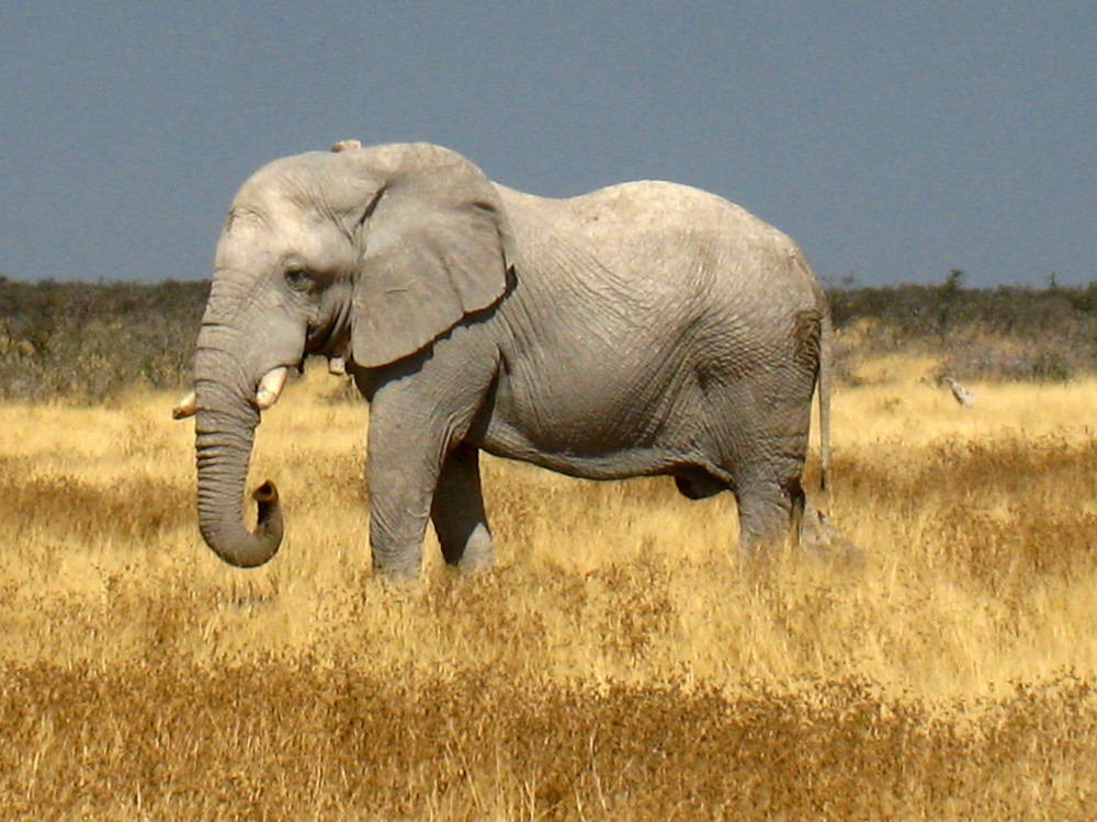 Der wirkliche König der Tiere !