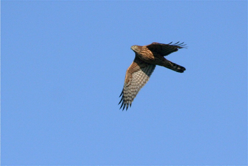 Der wirkliche Schrecken aller Wiesenvögel