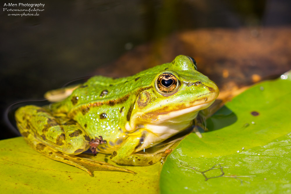 Der wirkliche, wahre, echte Froschkönig