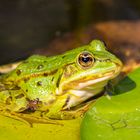 Der wirkliche, wahre, echte Froschkönig