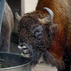 Der Wisent