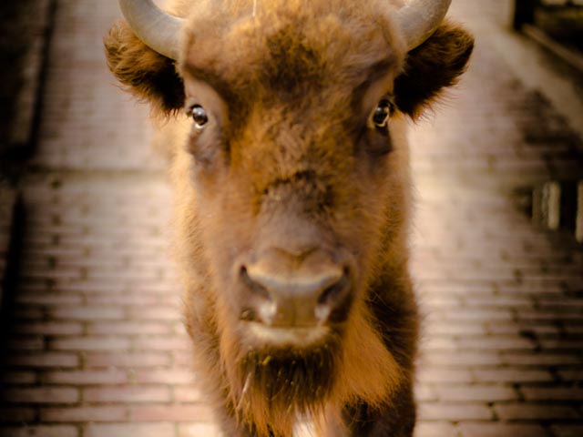 Der Wisent