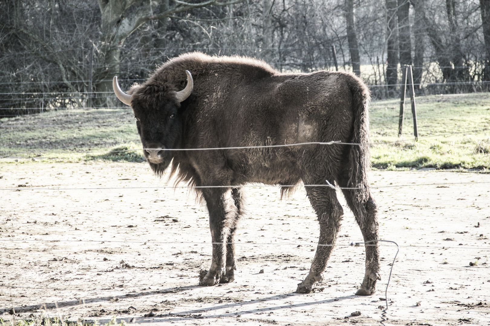 Der Wisent