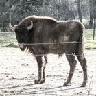 Der Wisent