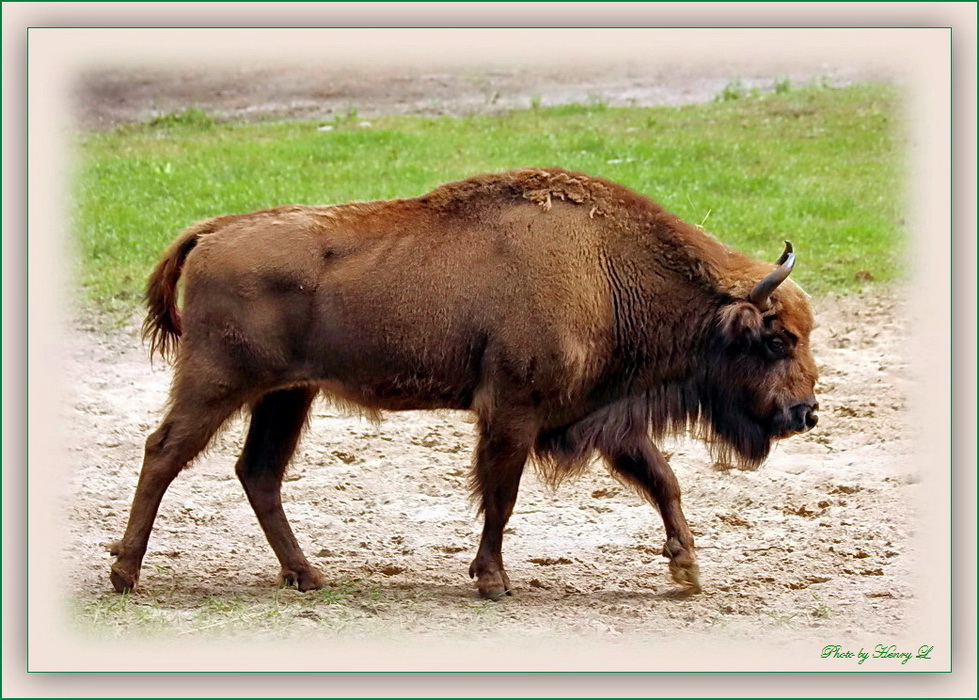 Der Wisent oder Europäische Bison