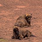 Der Wisent oder Europäische Bison (Bos bonasus)