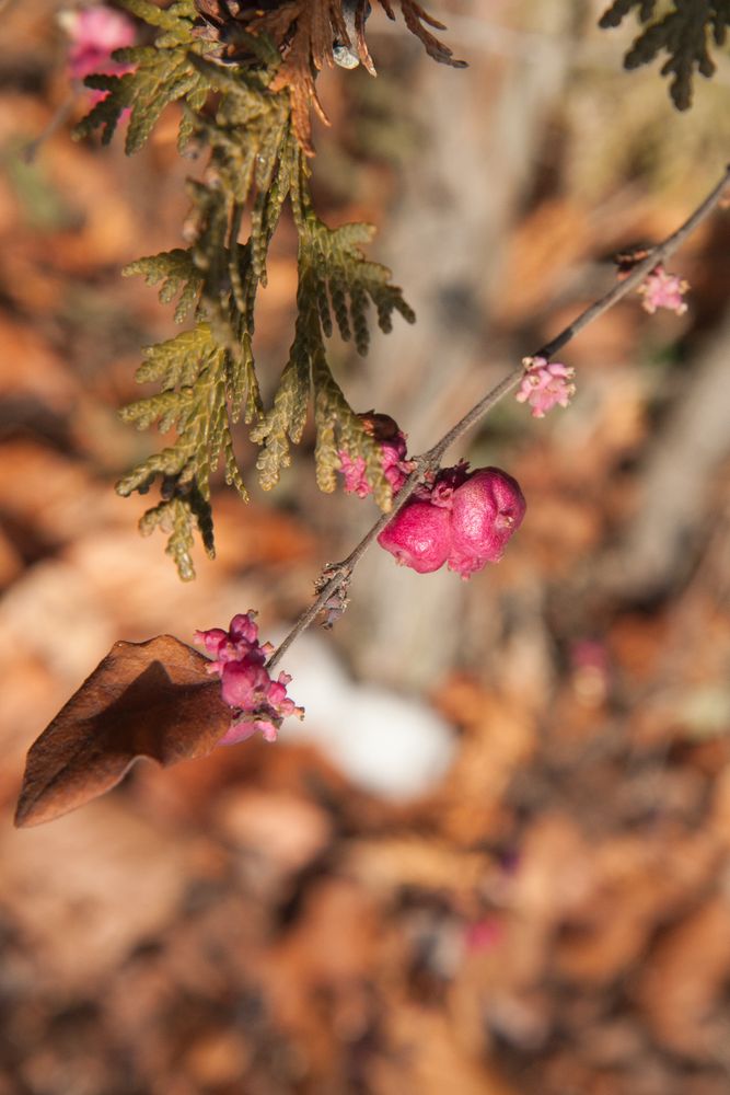 Der Witterung standgehalten - Winterfarbe