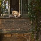 Der wohl am meist fotografierte Hund in Belgien.....