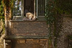 Der wohl am meist fotografierte Hund in Belgien.....