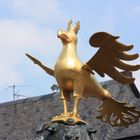 Der wohl am meisten fotografierte Vogel in Goslar!!