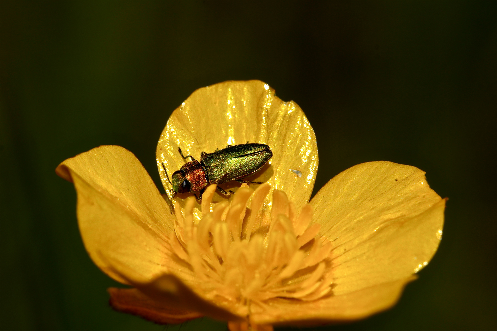 Der wohl häufigste, aber auch mit der schönste: Anthaxia nitidula, der Kleine Kirschbaum-Prachtkäfer