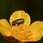 Der wohl häufigste, aber auch mit der schönste: Anthaxia nitidula, der Kleine Kirschbaum-Prachtkäfer