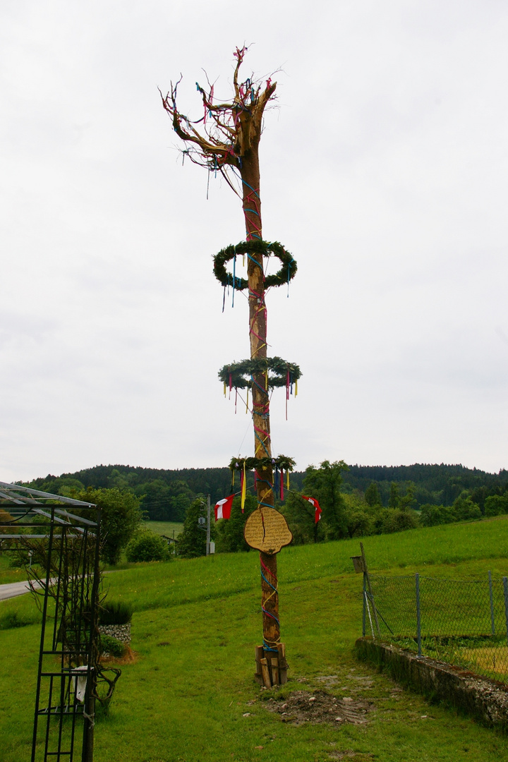 Der wohl skurrilste Maibaum Österreichs