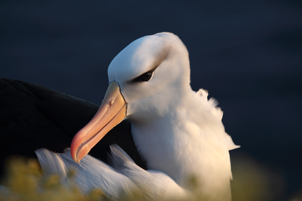 der wohl zur Zeit meist fotografierte Vogel auf Helgoland