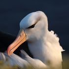 der wohl zur Zeit meist fotografierte Vogel auf Helgoland