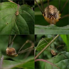 Der wohnt in meinem Garten!!